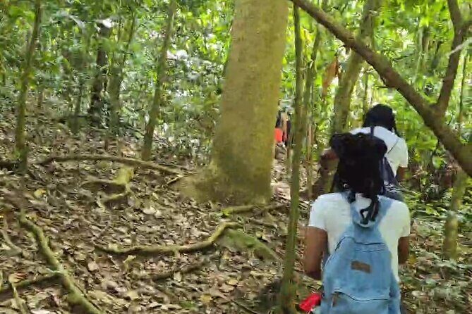 Half-Day St. Kitts Rainforest Hike - Price and value: what $71 gets you on St. Kitts