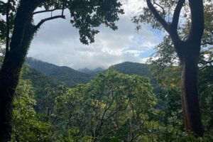 Hike St Kitts: Wingfield Rainforest and Romney Experience - Getting there from Basseterre: pickup, timing, and how the day flows
