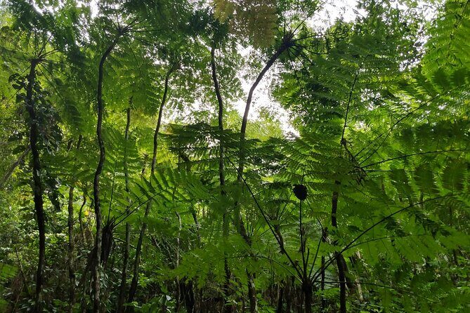 Mindfulness Rainforest Hike, Forest Bathing, Volcanic Hot Springs - Terrain checklist: shoes, balance, and swim gear that actually help
