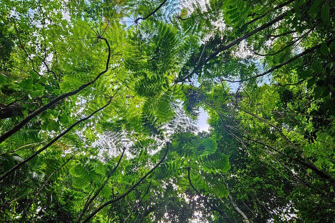 Mindfulness Rainforest Hike, Forest Bathing, Volcanic Hot Springs - Small-group value: why $175 feels fair here