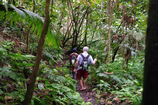 Mindfulness Rainforest Hike, Forest Bathing, Volcanic Hot Springs - The guided mindfulness approach: calm techniques you can reuse