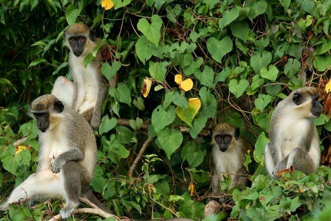 St. Kitts Rainforest Tour - Key highlights at a glance