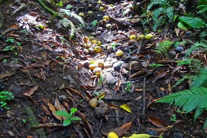 St. Kitts Rainforest Tour - Wingfield Estate: a rainforest walk that feels tied to the island