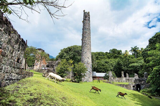 St. Kitts Rainforest Tour - The hike on the Peter Manning Trail: plants, monkeys, and real trail conditions