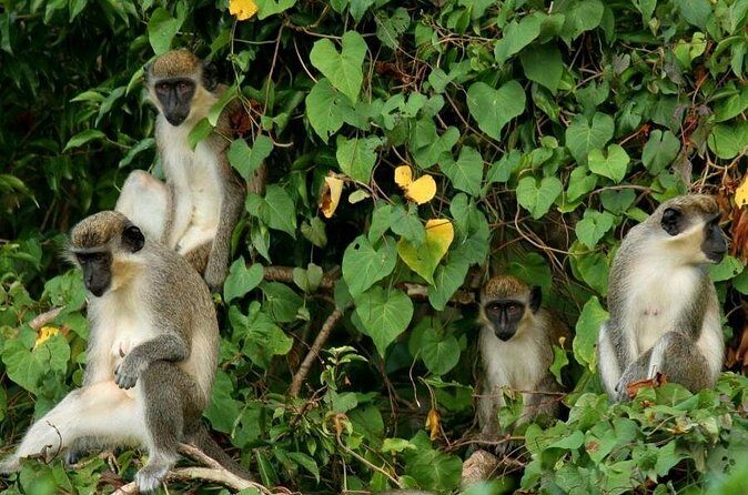 St. Kitts Rainforest Tour - What’s included: the practical stuff that saves your day